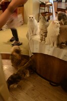 おやつに群がる猫たち。