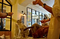 おやつに群がる猫たち。