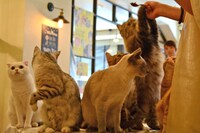 おやつに群がる猫たち。