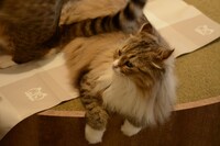 店内の猫の様子。