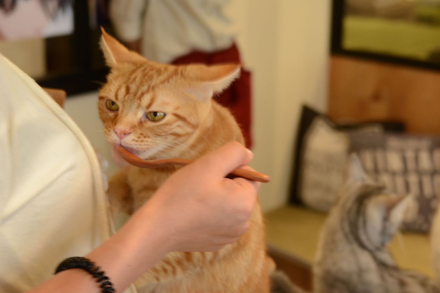 店内の猫の様子。