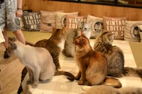 おやつに群がる猫たち。