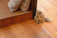 店内の猫の様子。