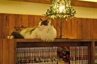 店内の猫の様子。