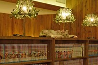 店内の猫の様子。