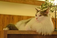 店内の猫の様子。