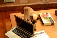 店内の猫の様子。