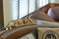 店内の猫の様子。