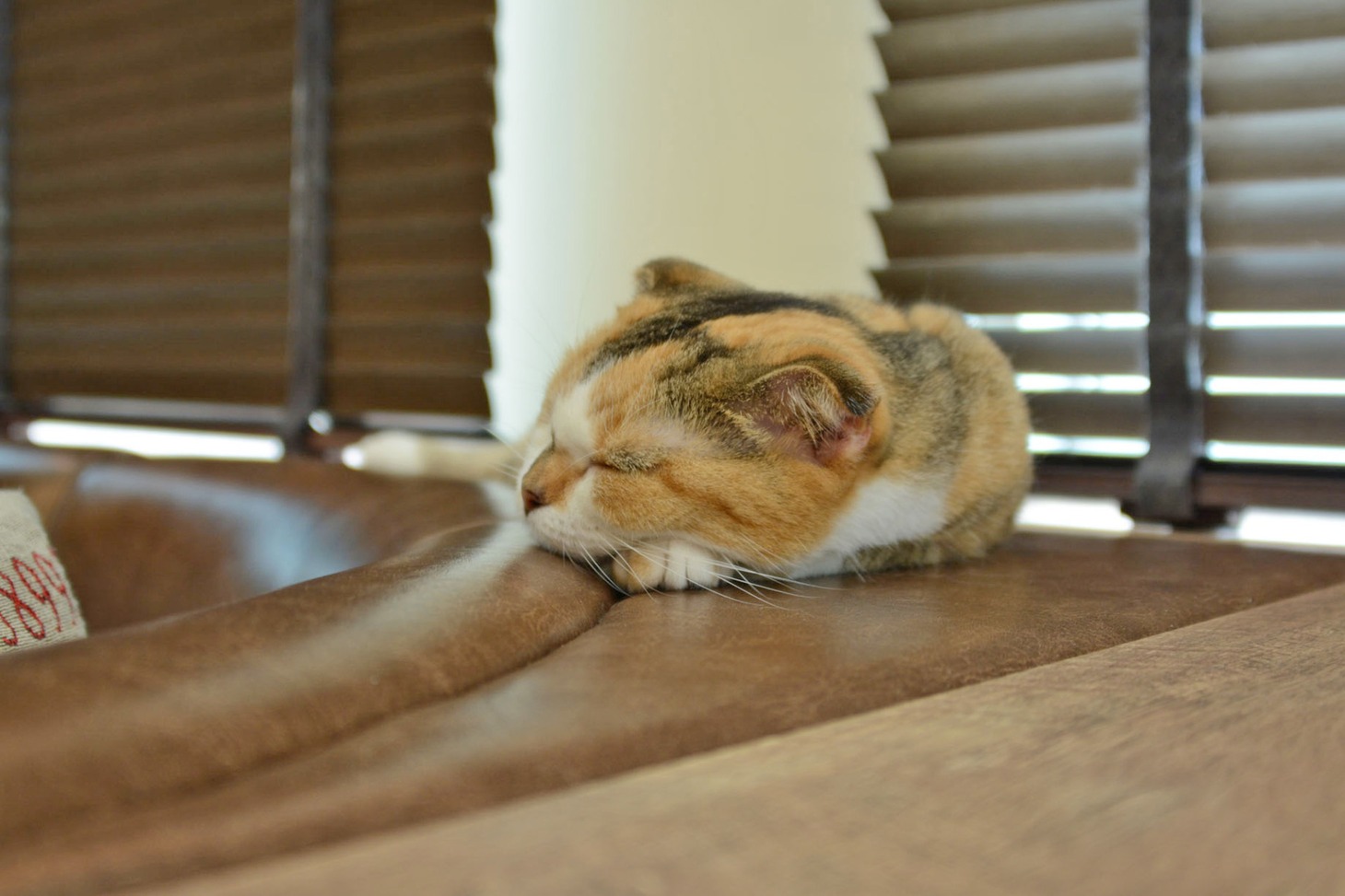 店内の猫の様子。