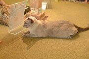 店内の猫の様子。