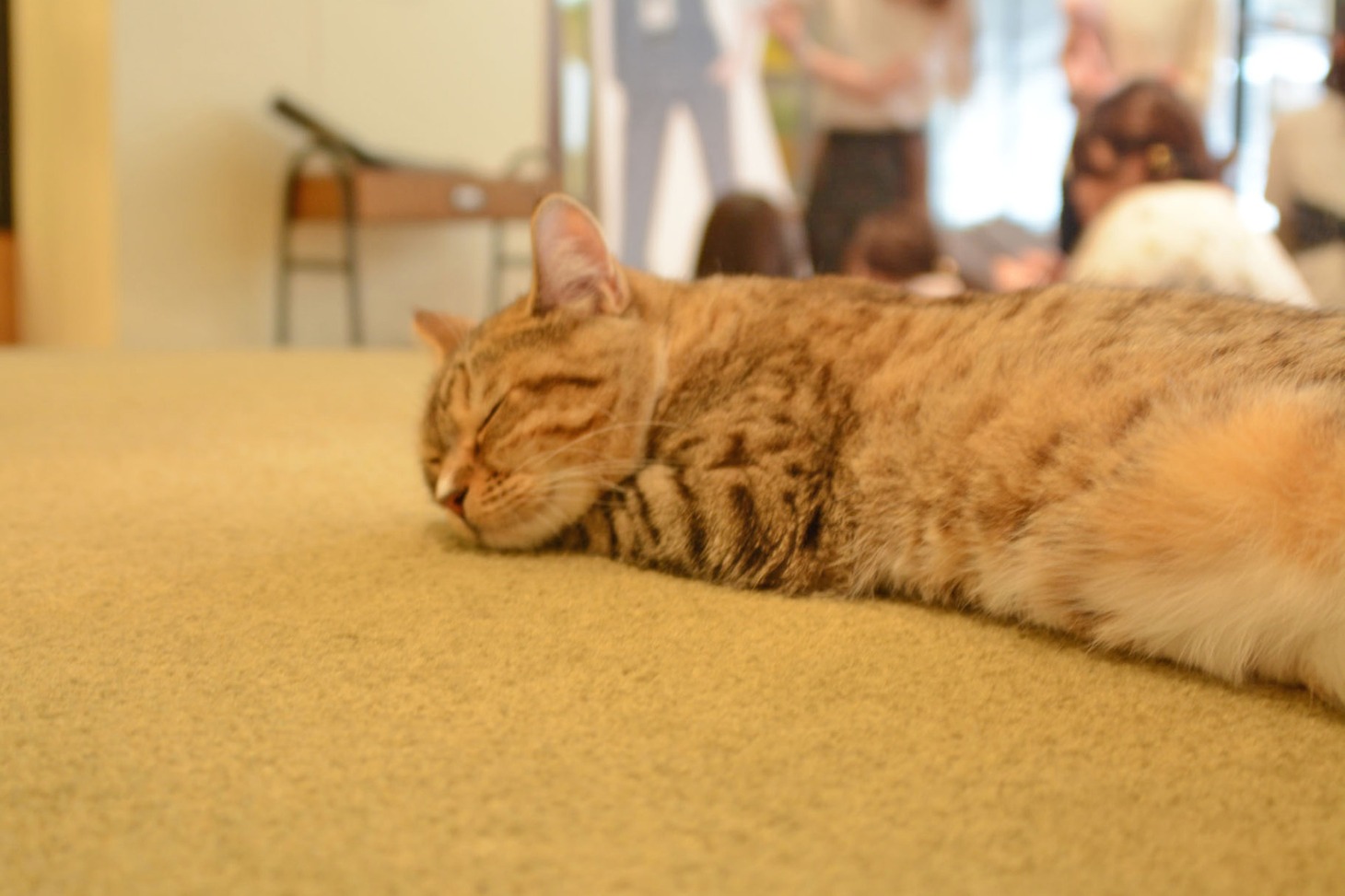 店内の猫の様子。