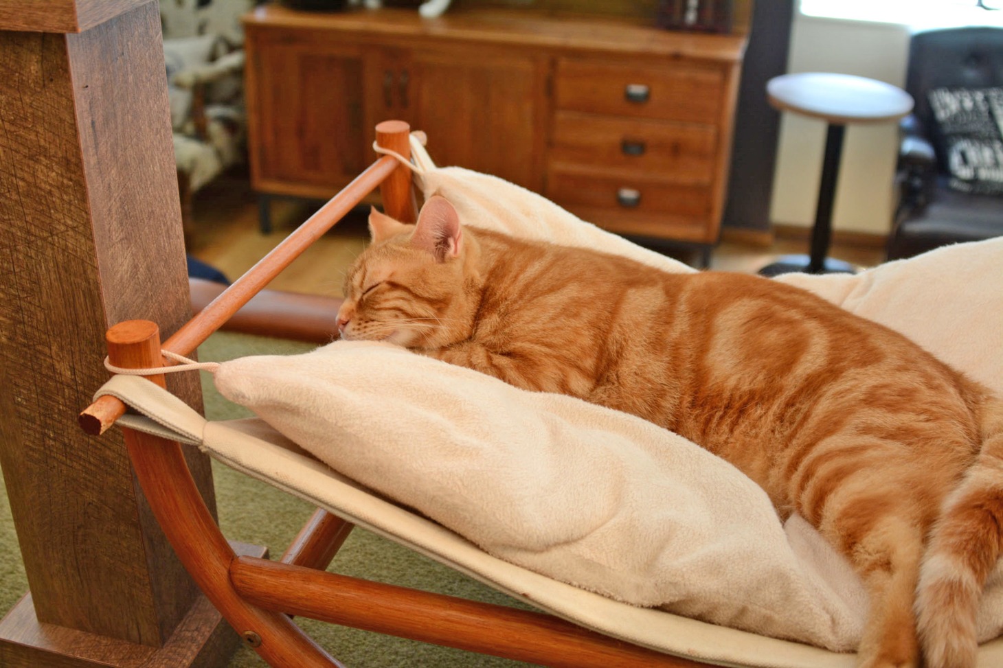 店内の猫の様子。