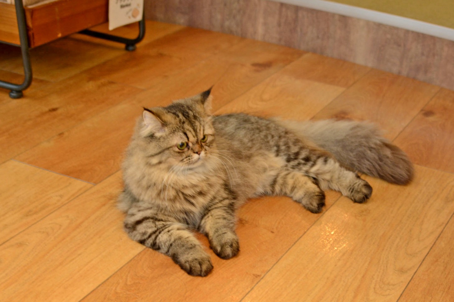 店内の猫の様子。