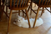 店内の猫の様子。