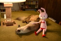 猫たちに寄り添う、ありいの代理のウサギのぬいぐるみ。