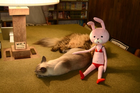 猫たちに寄り添う、ありいの代理のウサギのぬいぐるみ。