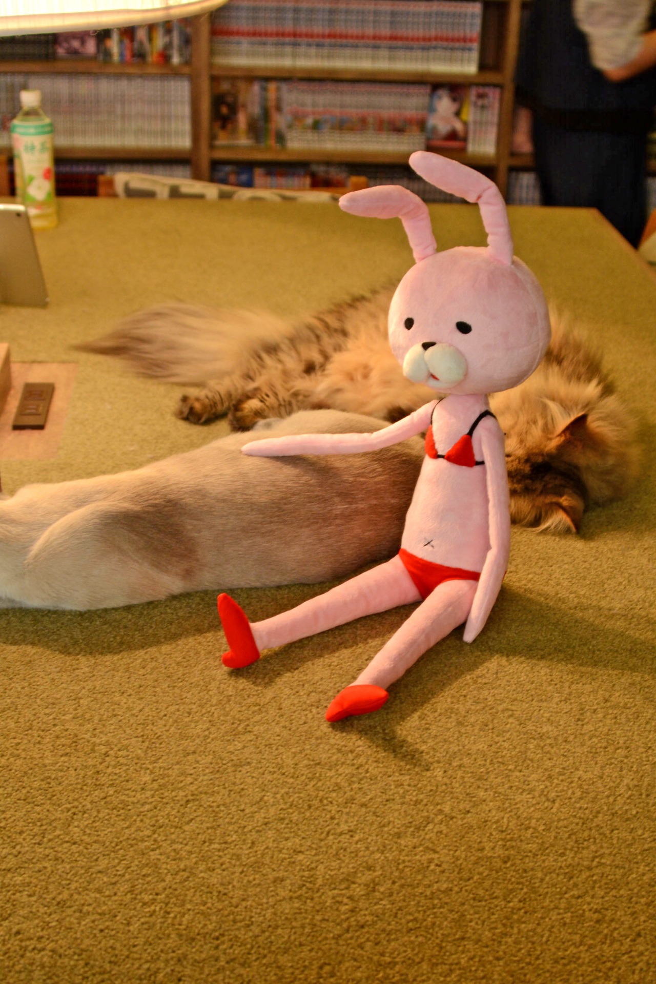猫たちに寄り添う、代理のウサギのぬいぐるみ。