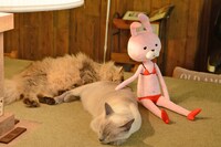 猫たちに寄り添う、代理のウサギのぬいぐるみ。
