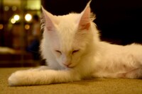 店内の猫の様子。