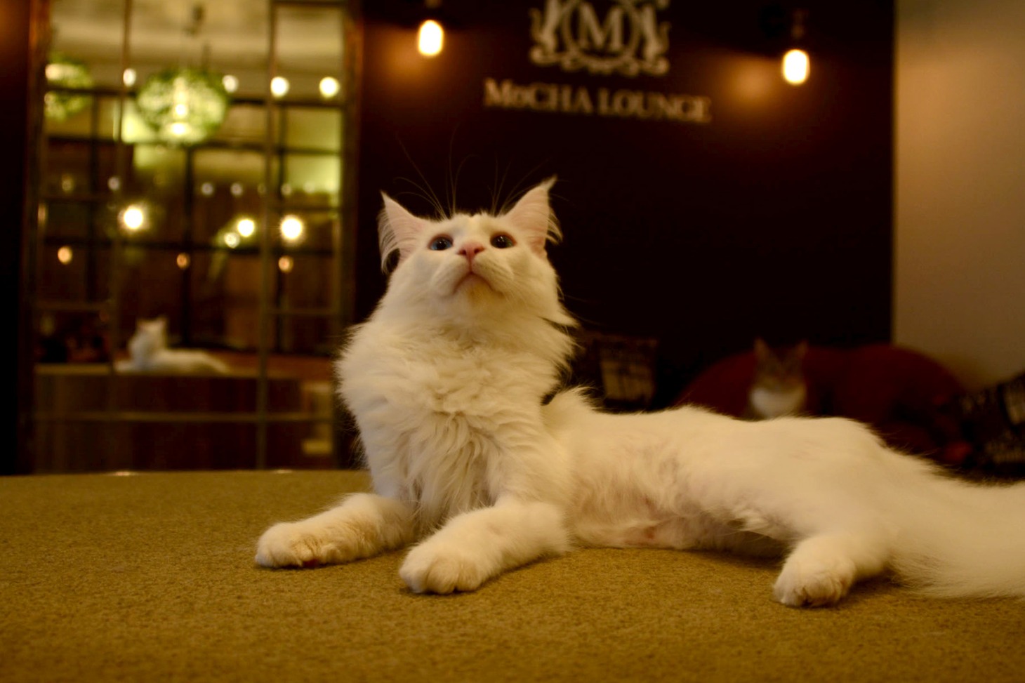 店内の猫の様子。