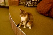 店内の猫の様子。