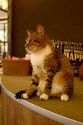 店内の猫の様子。