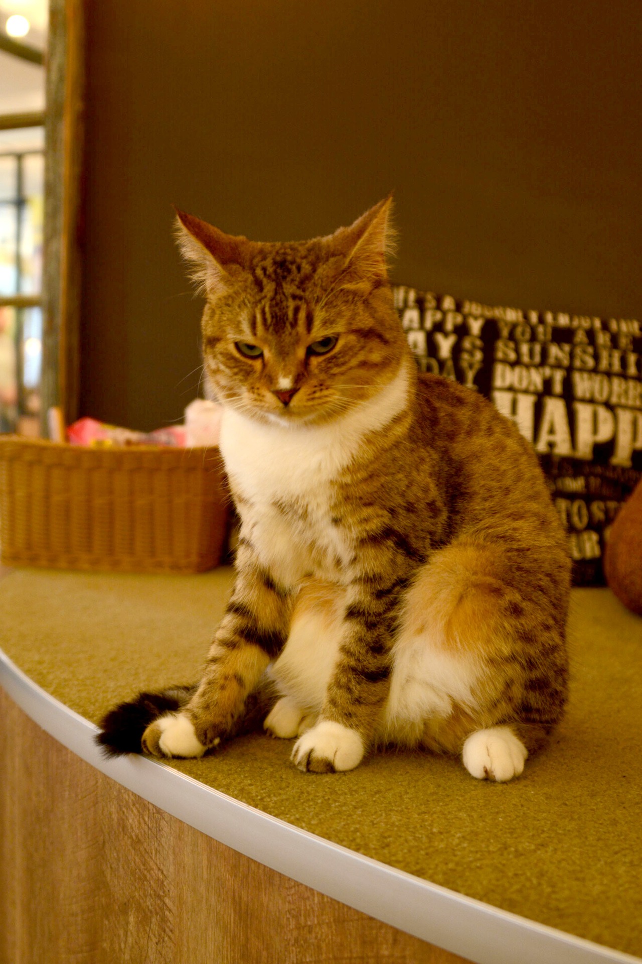 店内の猫の様子。