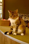 店内の猫の様子。