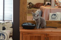 店内の猫の様子。