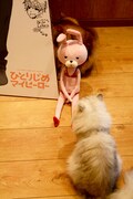 「ひとりじめマイヒーロー」のスタンディとウサギのぬいぐるみと猫たち。