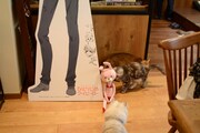 「ひとりじめマイヒーロー」のスタンディとウサギのぬいぐるみと猫たち。