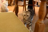 店内の猫の様子。
