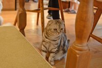 店内の猫の様子。