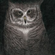 「フクロウの声が聞こえる」ジャケット