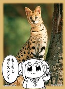 「ブロッコリースリーブプロテクター【世界の名言】 ポプテピピック」の「もしもしポリスメン？」柄にカードを入れた例。