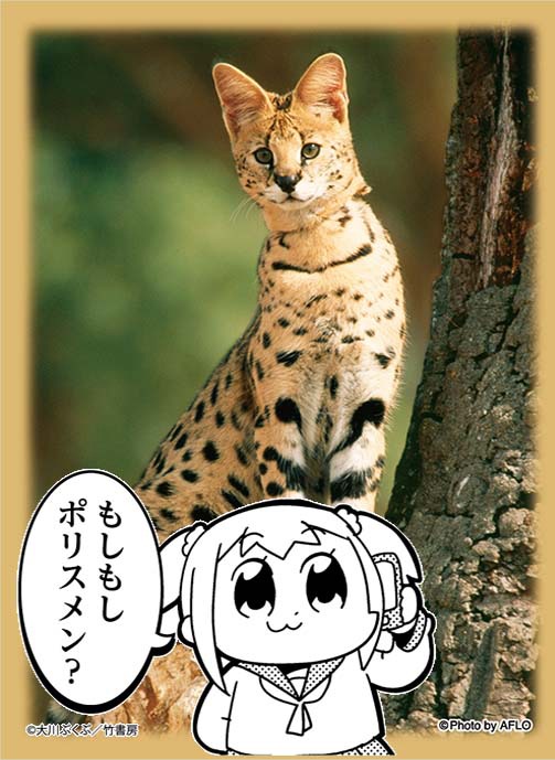 「ブロッコリースリーブプロテクター【世界の名言】 ポプテピピック」の「もしもしポリスメン？」柄にカードを入れた例。