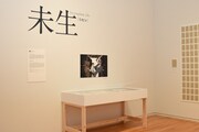 「未生 ミセン」の展示の様子。