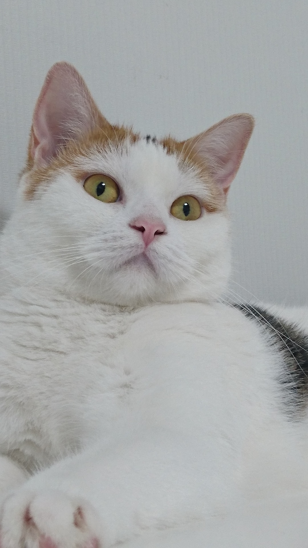 みーこ
