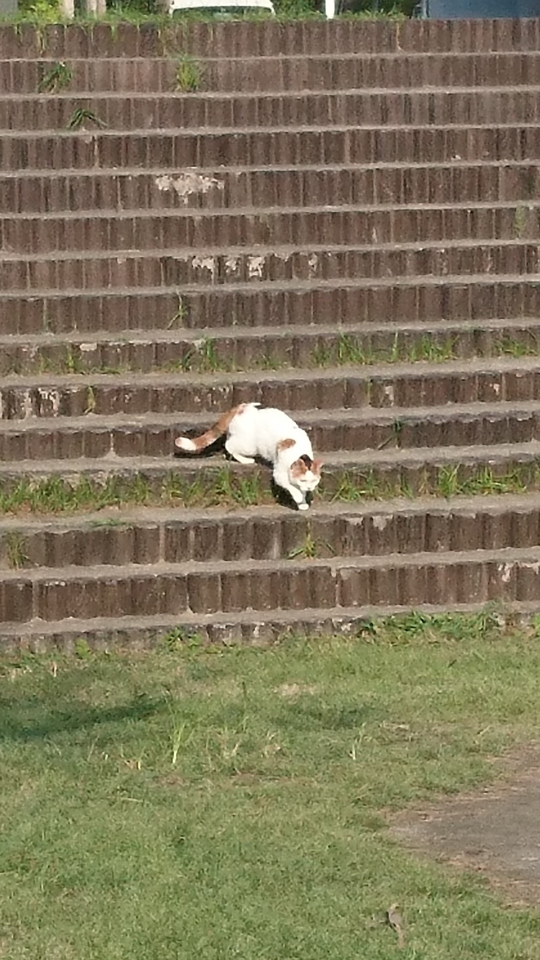 野良ネコ役のみーこ。