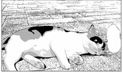 「セトウツミ」原作より、野良ネコ。