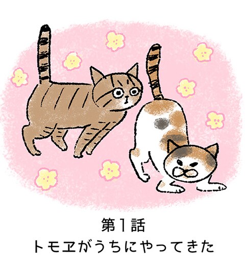 「しみことトモヱ」マトグロッソで開始、仲が最悪の猫2匹に挟まれる飼い主