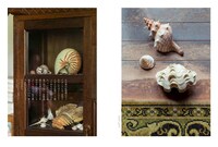 「澁澤龍彦 ドラコニアの地平」より。