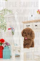 「ヴィっちゃんぬいぐるみ」