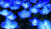 「さよならの朝に約束の花をかざろう」より。