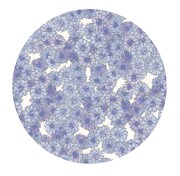 ヤグルマギクの布パターン図柄。