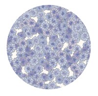 ヤグルマギクの布パターン図柄。