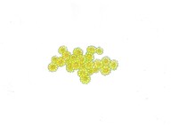 ヤグルマギクの描き下ろしカット。