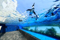 「天空のペンギン」水槽の写真。