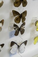 兵庫県立人と自然の博物館所蔵「柴谷篤弘コレクション」より 撮影：中村裕太