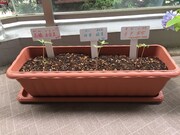 3人が植えたあさがお。